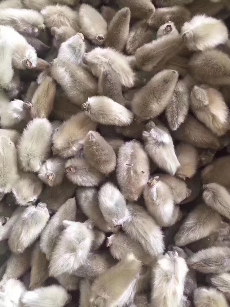 辛夷花