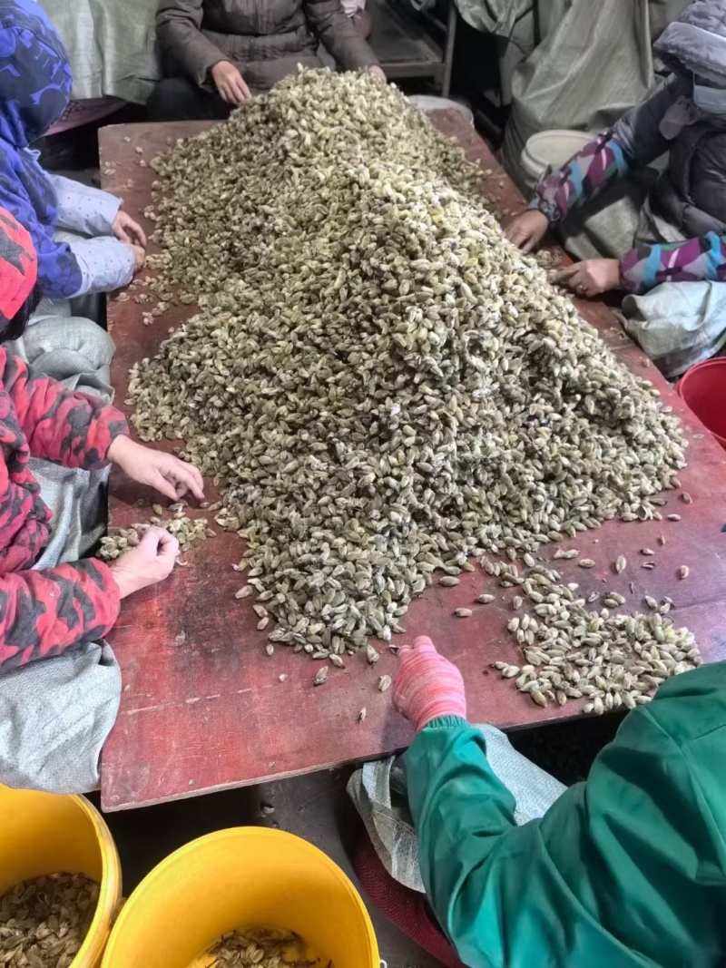 辛夷花