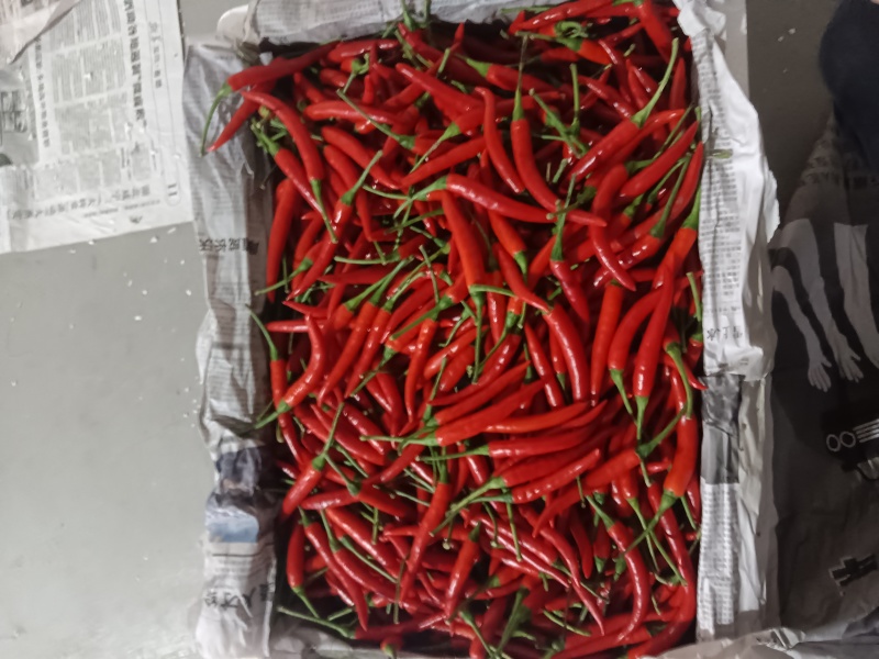 小米椒