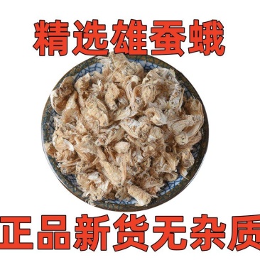 中药材滋补雄蚕蛾公晚蛾子未交配雄蚕蛾可泡酒原蚕蛾