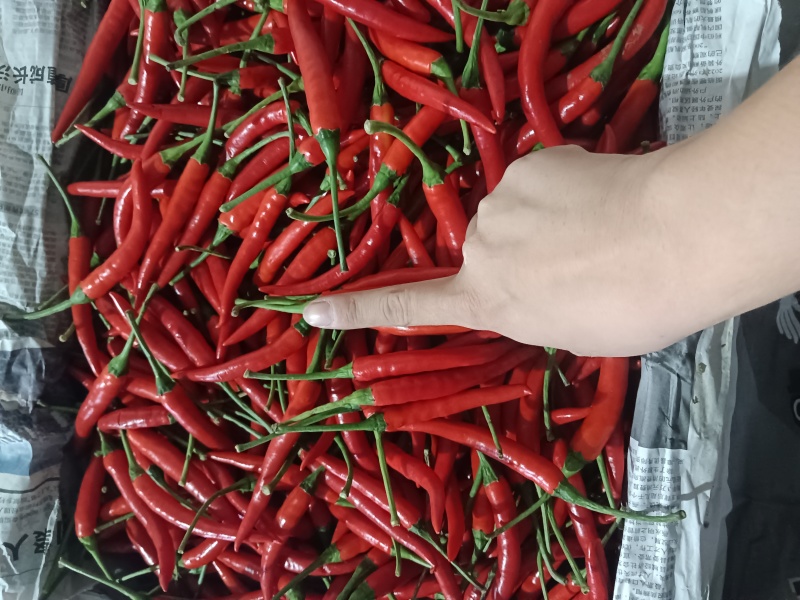 小米椒
