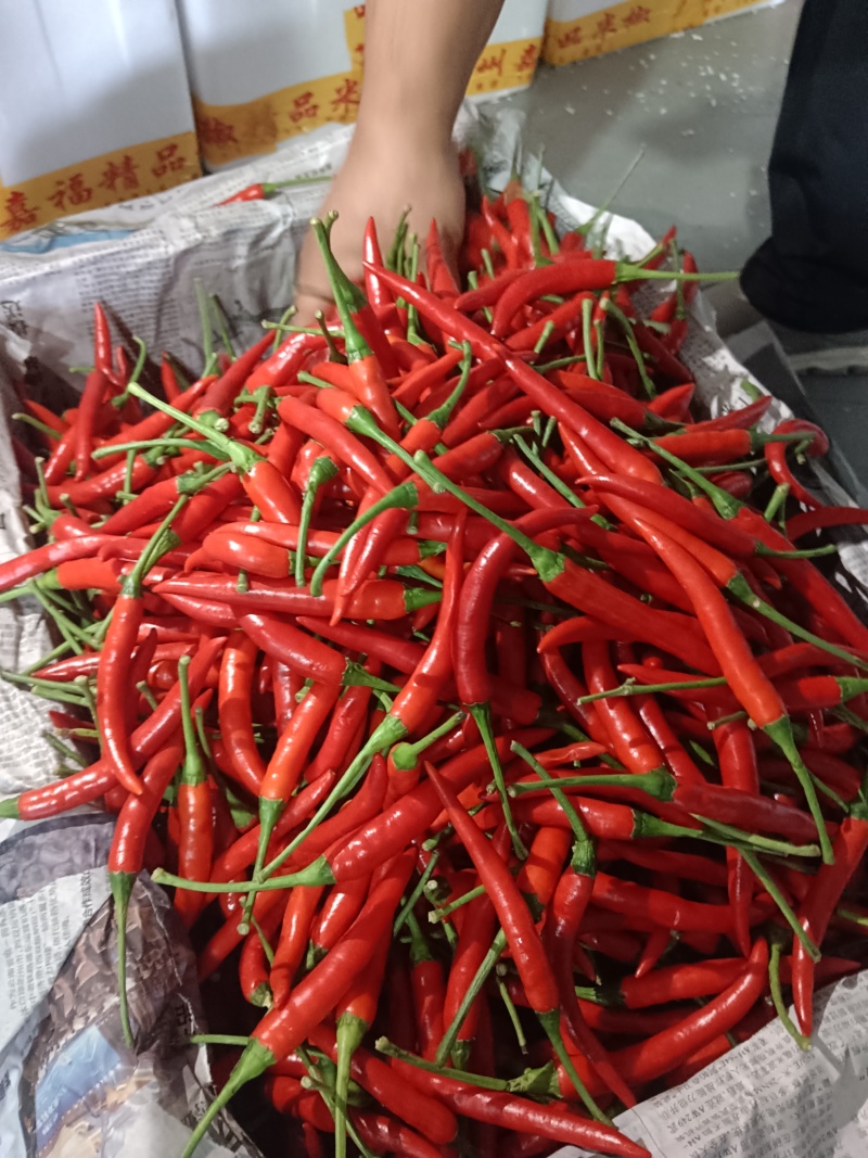 小米椒