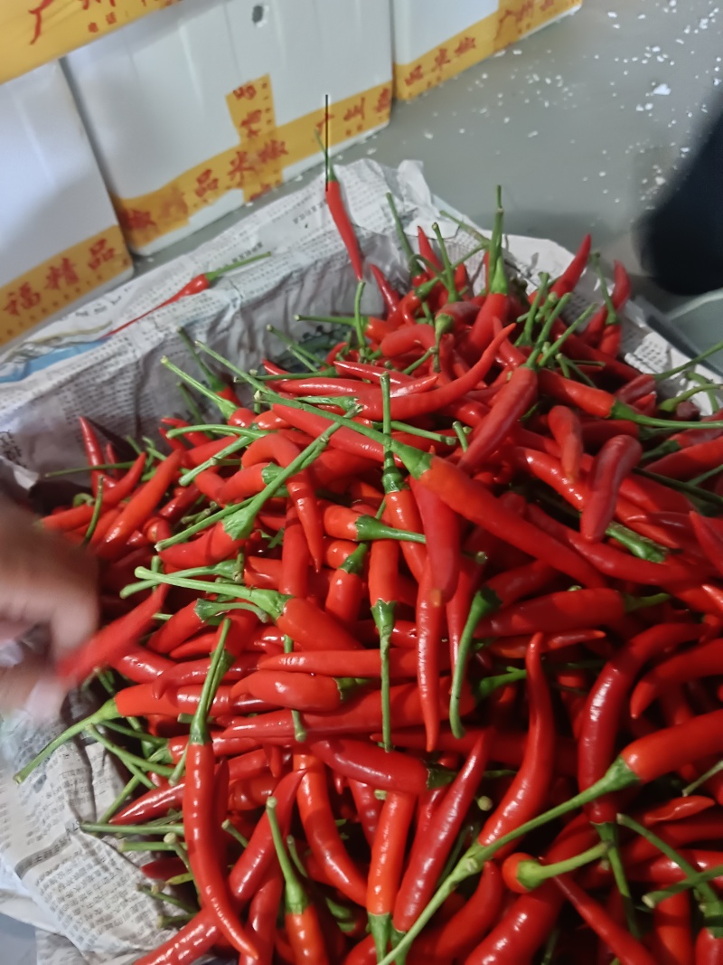小米椒
