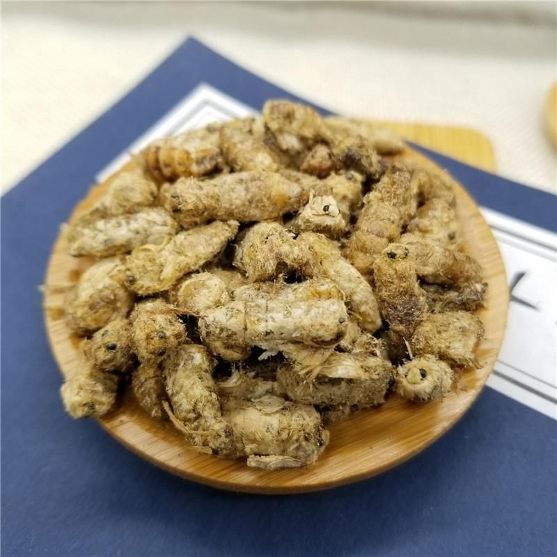 中药材滋补雄蚕蛾公晚蛾子未交配雄蚕蛾可泡酒原蚕蛾