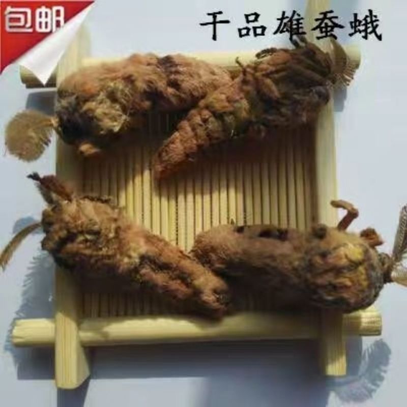 中药材滋补雄蚕蛾公晚蛾子未交配雄蚕蛾可泡酒原蚕蛾