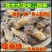 中药材滋补雄蚕蛾公晚蛾子未交配雄蚕蛾可泡酒原蚕蛾