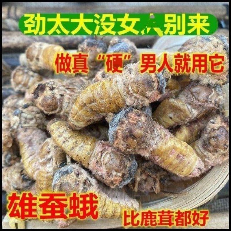 中药材滋补雄蚕蛾公晚蛾子未交配雄蚕蛾可泡酒原蚕蛾