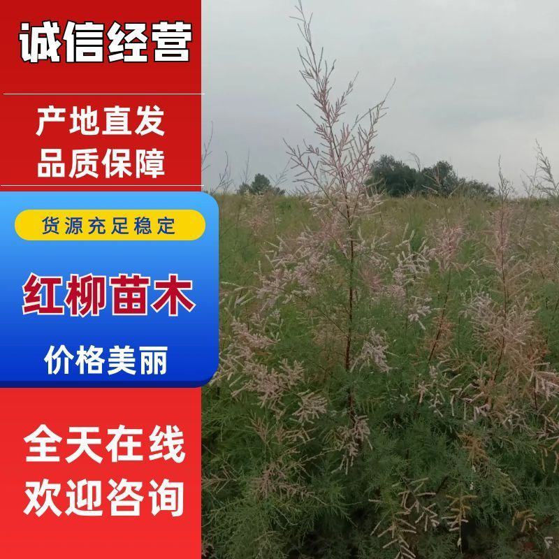 红柳苗大量优质红柳苗，自家种植量大从优
