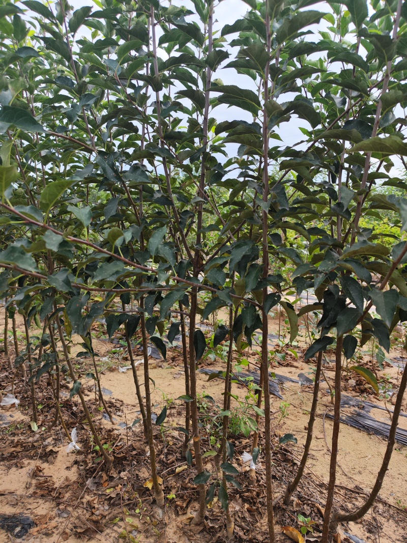 美八苹果苗，矮化中间砧美国八号苹果树苗，两刀美八苹果树苗