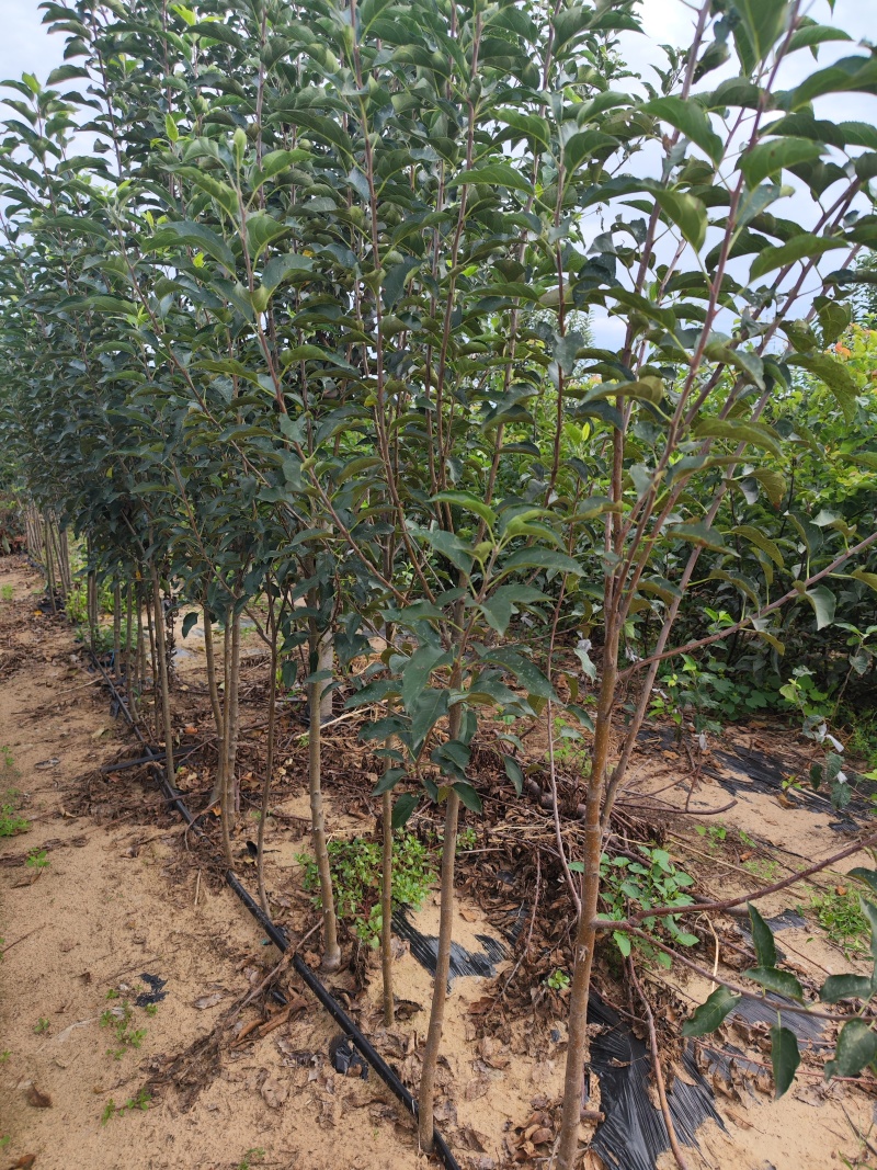 美八苹果苗，矮化中间砧美国八号苹果树苗，两刀美八苹果树苗