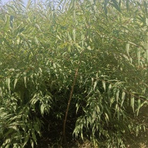 陕西桃树苗/一年生山桃苗自家苗木/根系发达成活率高