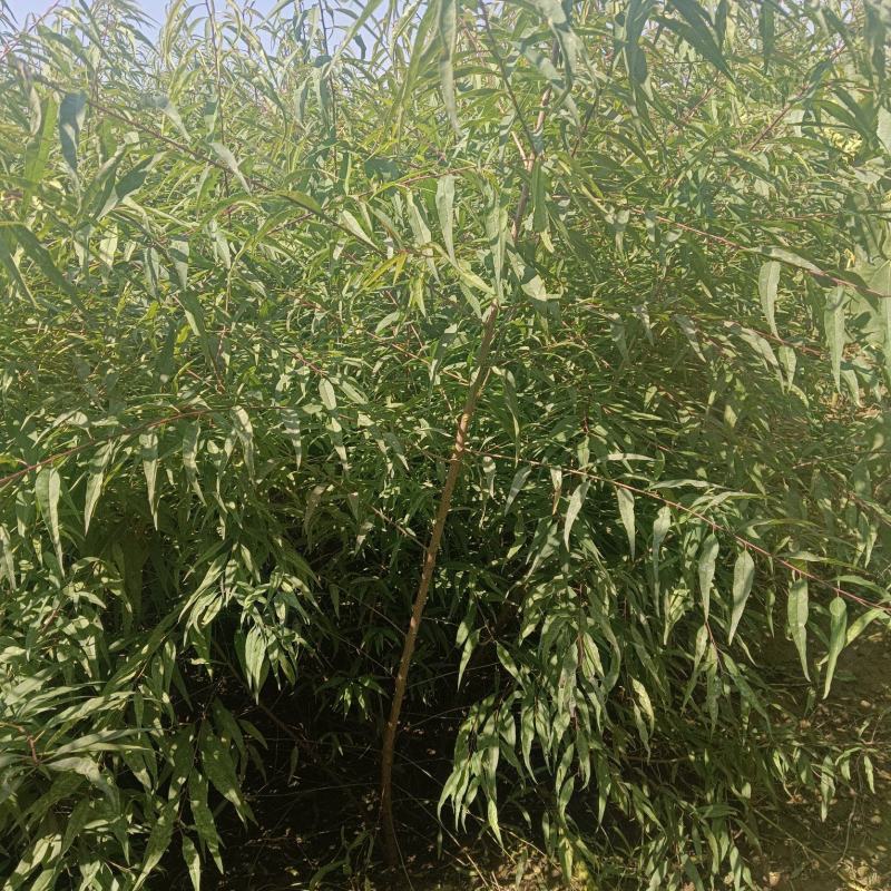陕西桃树苗/一年生山桃苗自家苗木/根系发达成活率高
