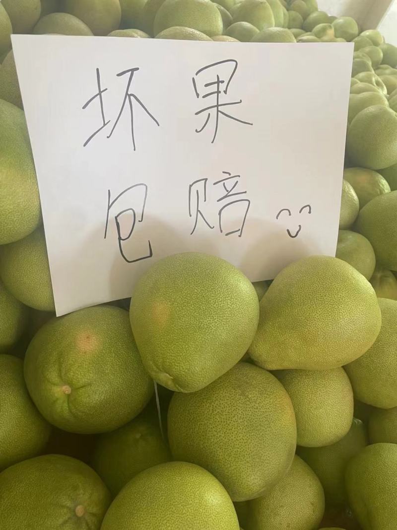 度尾正宗老树文旦柚直播电商老板欢迎拿货一件代发