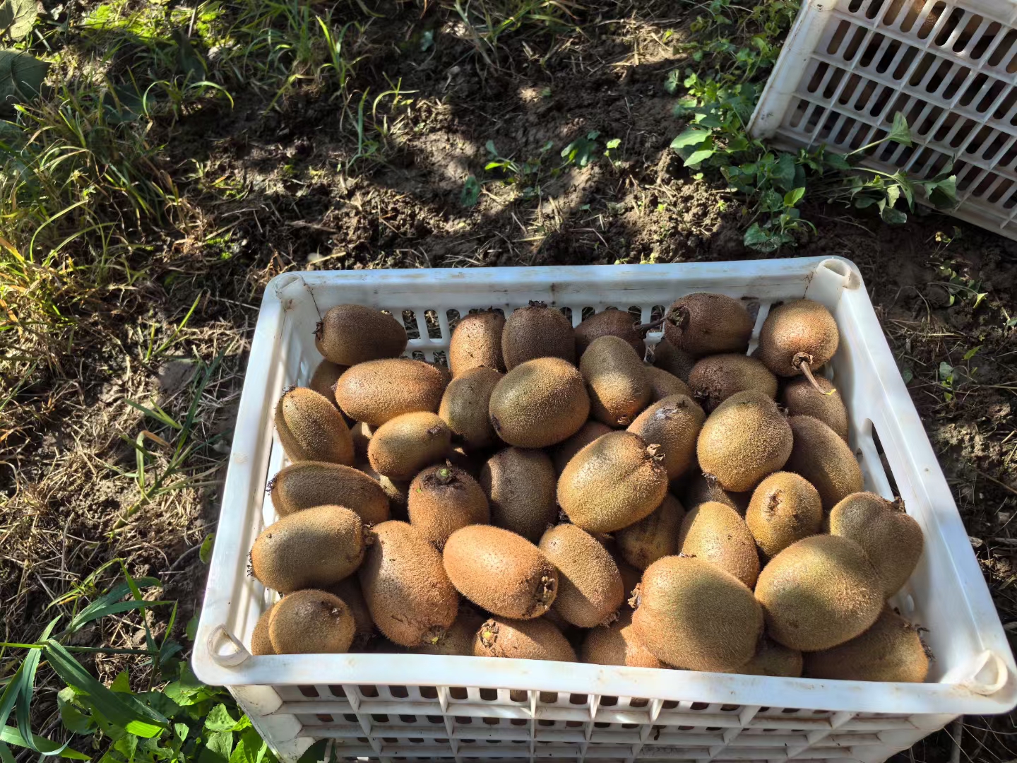 蜜猕猴桃礼盒与零售场景图