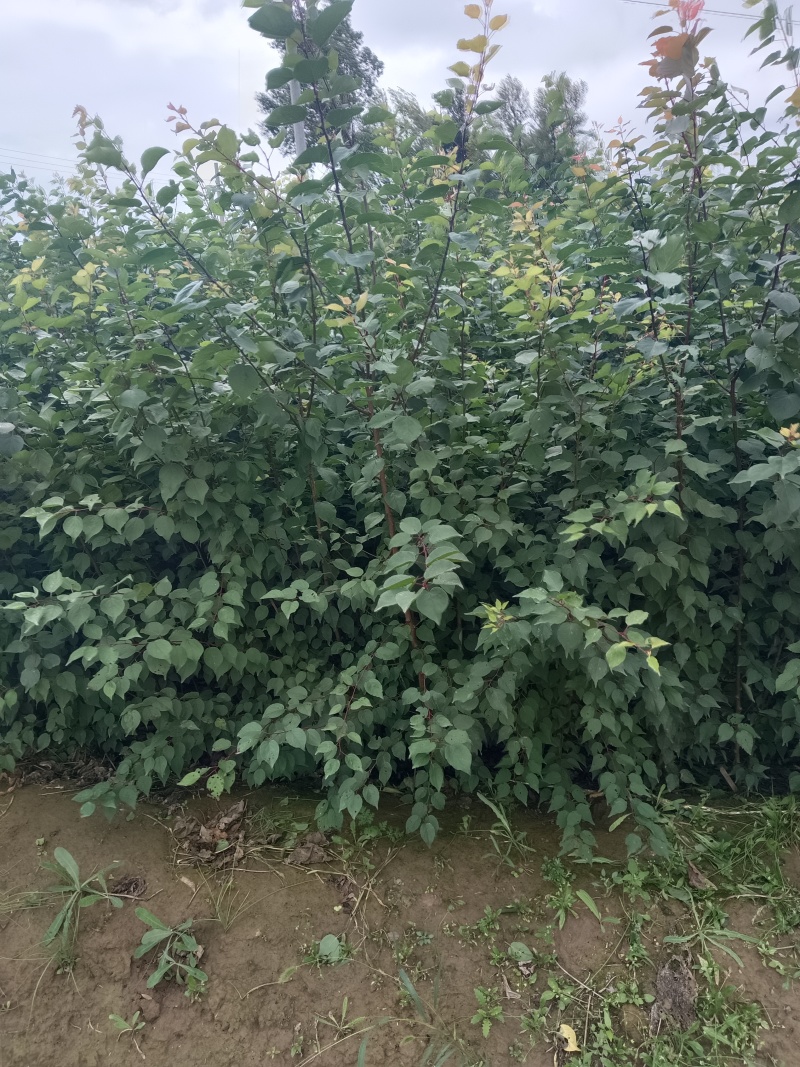 《陕西杏树苗》一年生杏树苗自家苗木/根系发达易成活便宜