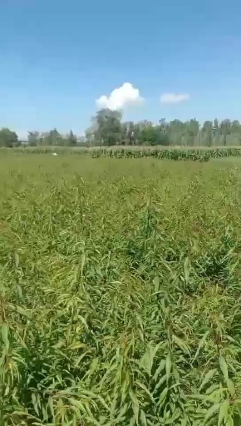 陕西桃树苗/一年生山桃苗自家苗木/根系发达成活率高
