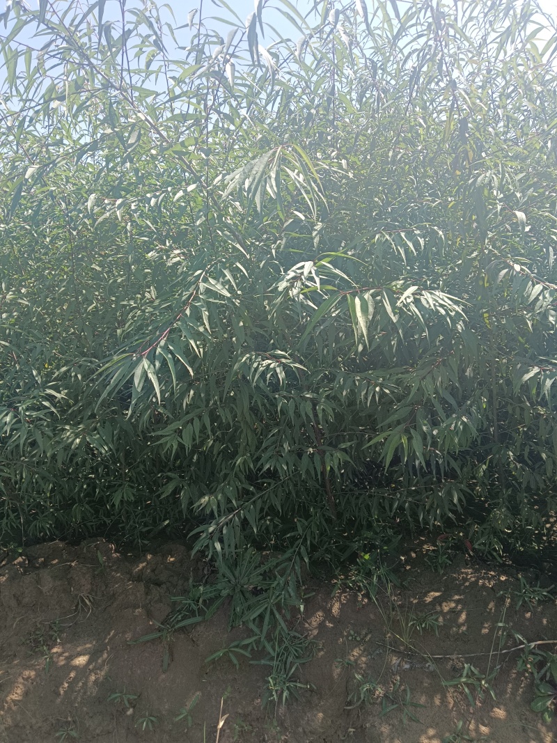 陕西桃树苗/一年生山桃苗自家苗木/根系发达成活率高