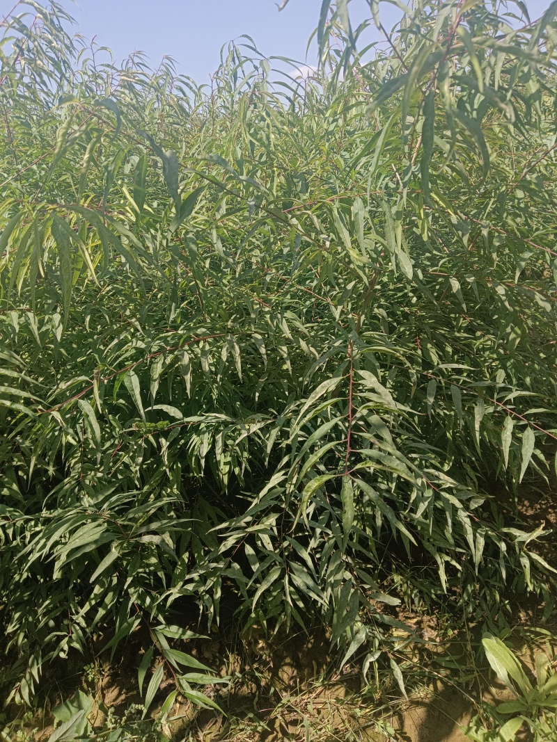 陕西桃树苗/一年生山桃苗自家苗木/根系发达成活率高