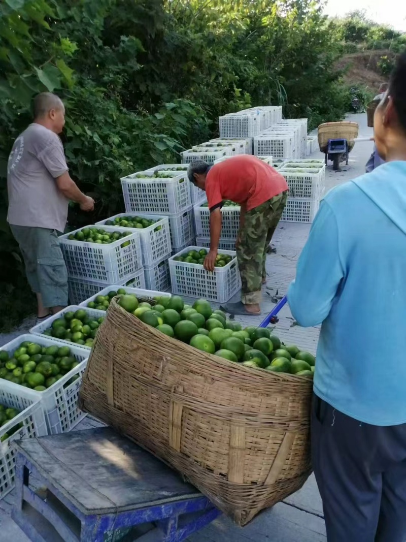 蜜橘产地新鲜采摘发货，支持一件代发，电商平台对接发货
