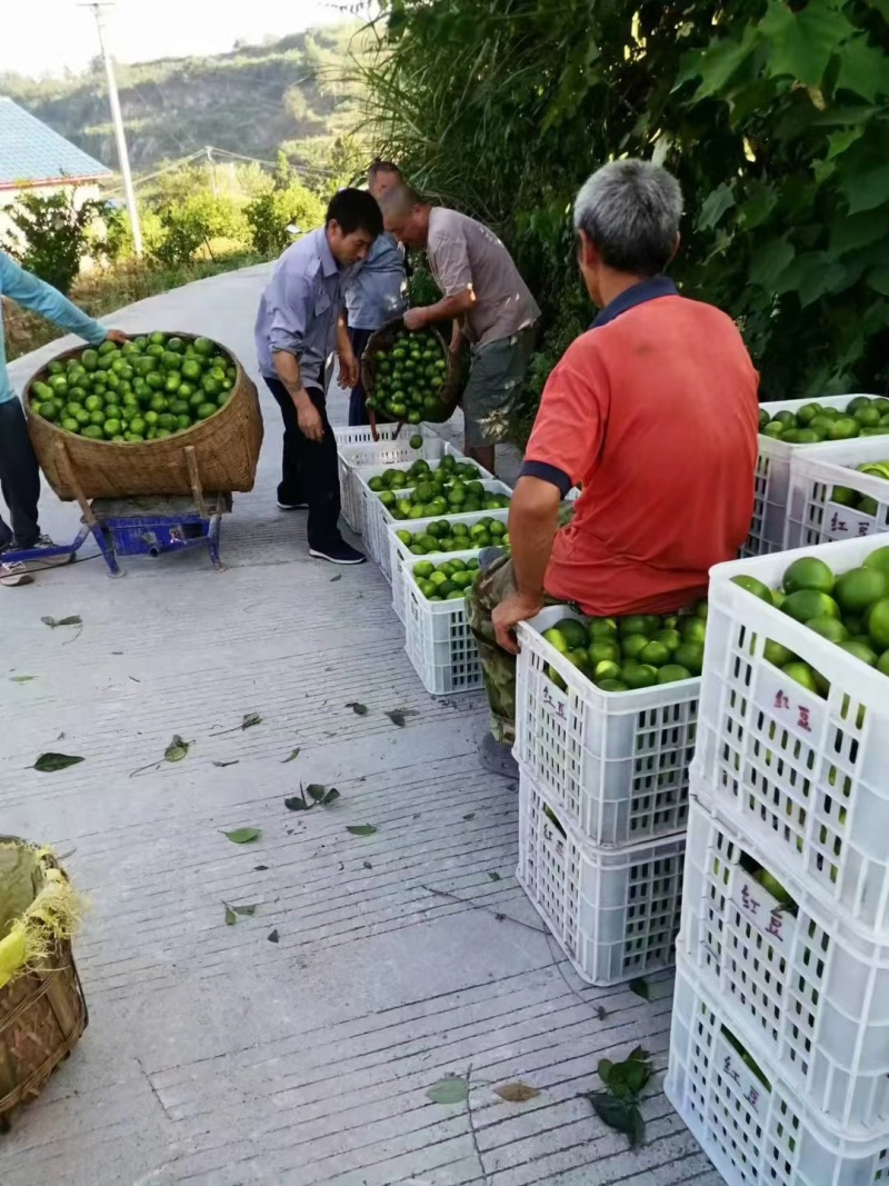 蜜橘产地新鲜采摘发货，支持一件代发，电商平台对接发货