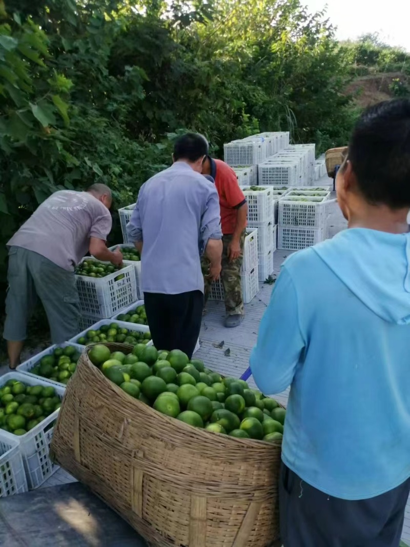 蜜橘产地新鲜采摘发货，支持一件代发，电商平台对接发货