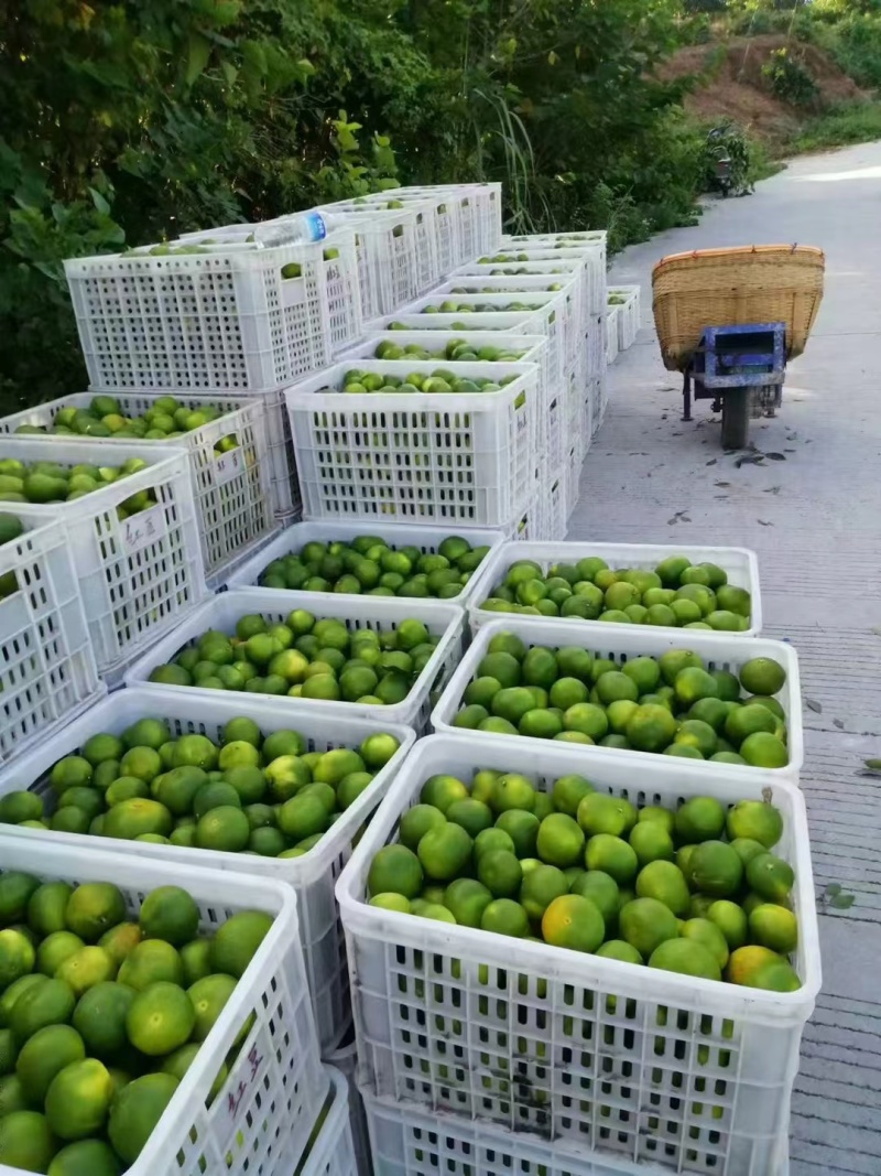 蜜橘产地新鲜采摘发货，支持一件代发，电商平台对接发货