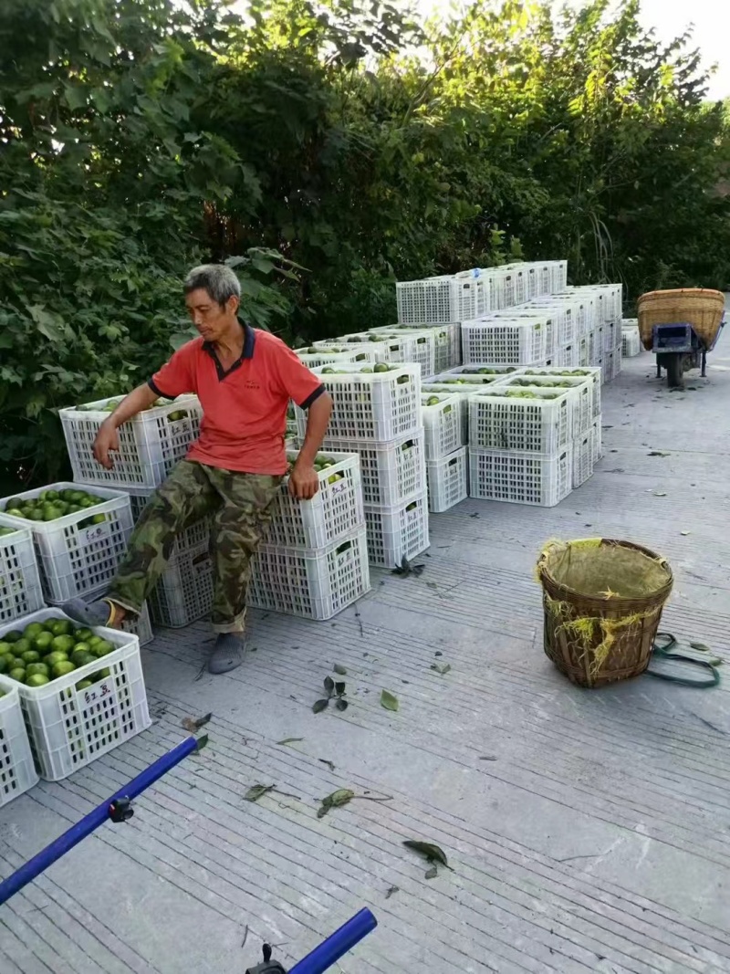 蜜橘产地新鲜采摘发货，支持一件代发，电商平台对接发货