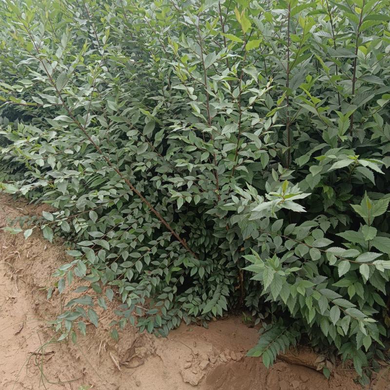 《陕西榆树苗》一年榆树苗/根系发达/对接全网/便宜