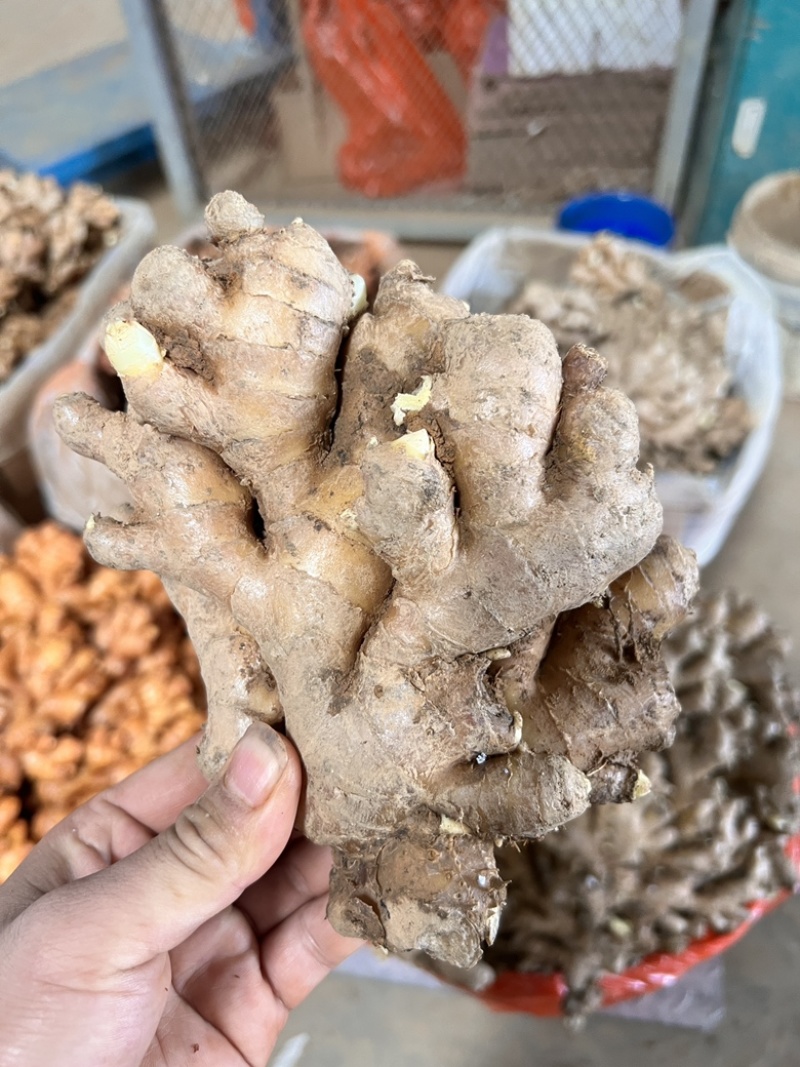 小黄姜