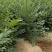 《陕西榆树苗》一年榆树苗/根系发达/对接全网/便宜
