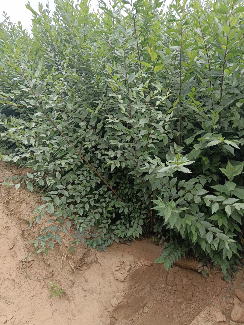《陕西榆树苗》一年榆树苗/根系发达/对接全网/便宜
