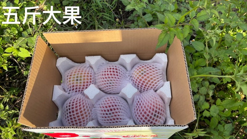 云南丑苹果产地直接发货，支持一件代发，电商平台对接