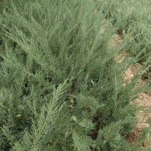 《陕西柏树苗》爬地柏苗/规格齐全品种多自家种植易成活
