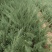 《陕西柏树苗》爬地柏苗/规格齐全品种多自家种植易成活