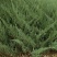 《陕西柏树苗》爬地柏苗/规格齐全品种多自家种植易成活