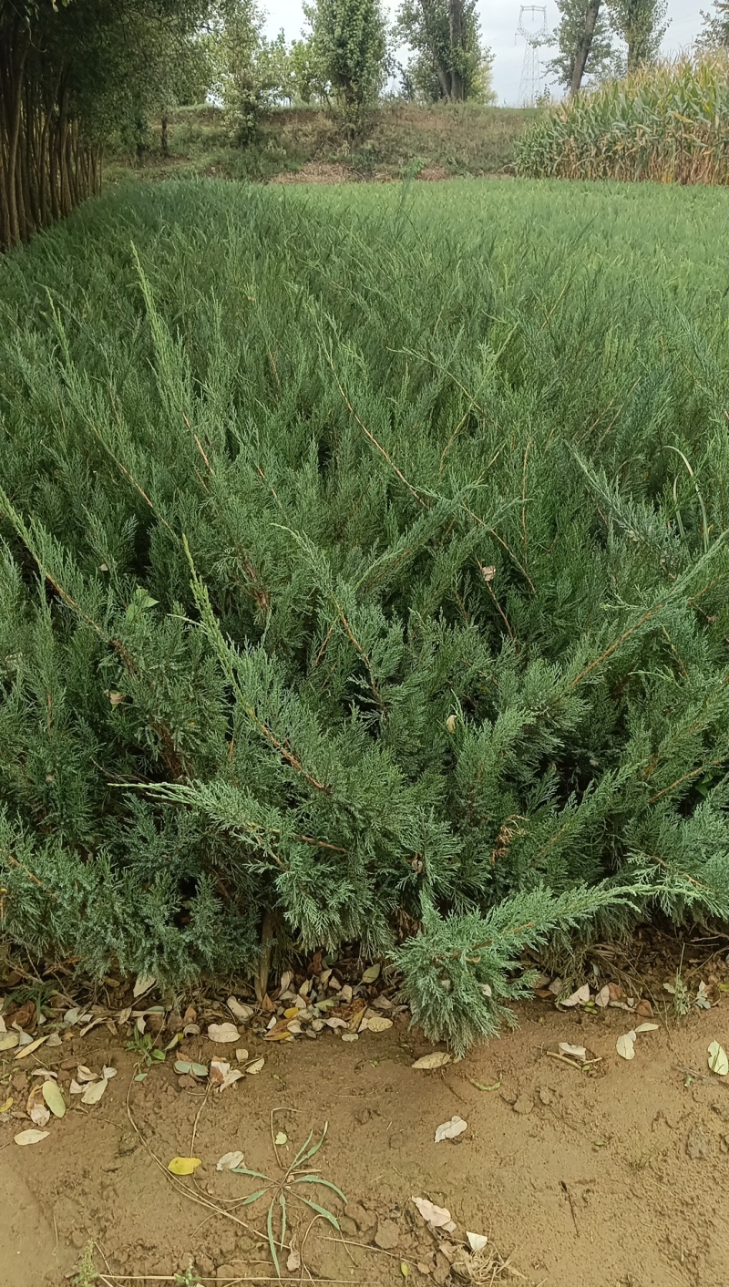 《陕西柏树苗》爬地柏苗/规格齐全品种多自家种植易成活