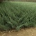 《陕西柏树苗》爬地柏苗/规格齐全品种多自家种植易成活