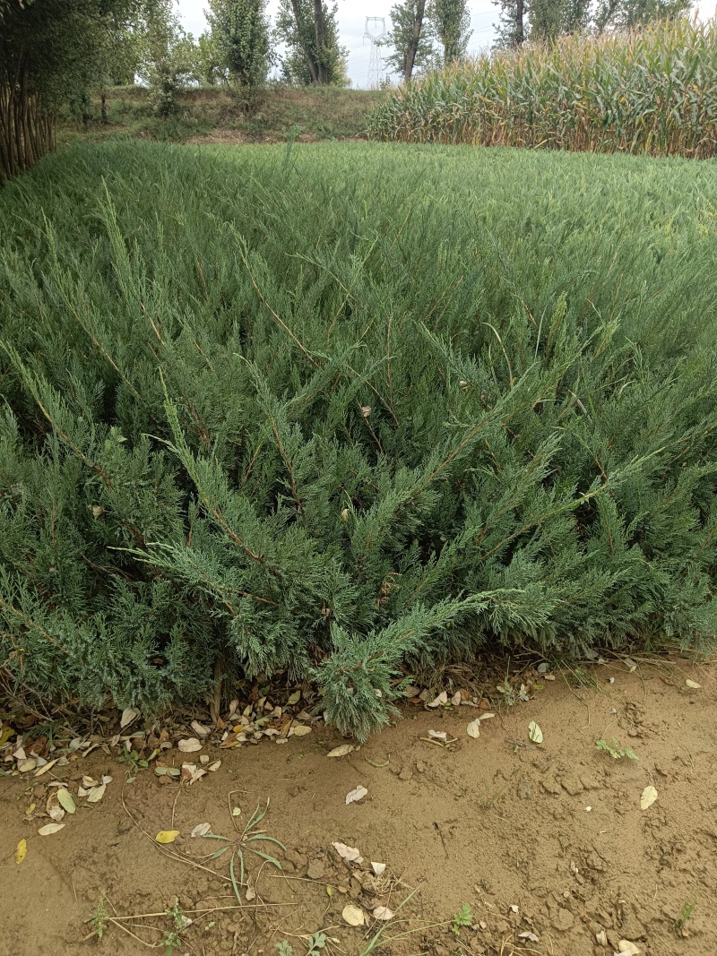《陕西柏树苗》爬地柏苗/规格齐全品种多自家种植易成活