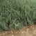 《陕西柏树苗》爬地柏苗/规格齐全品种多自家种植易成活