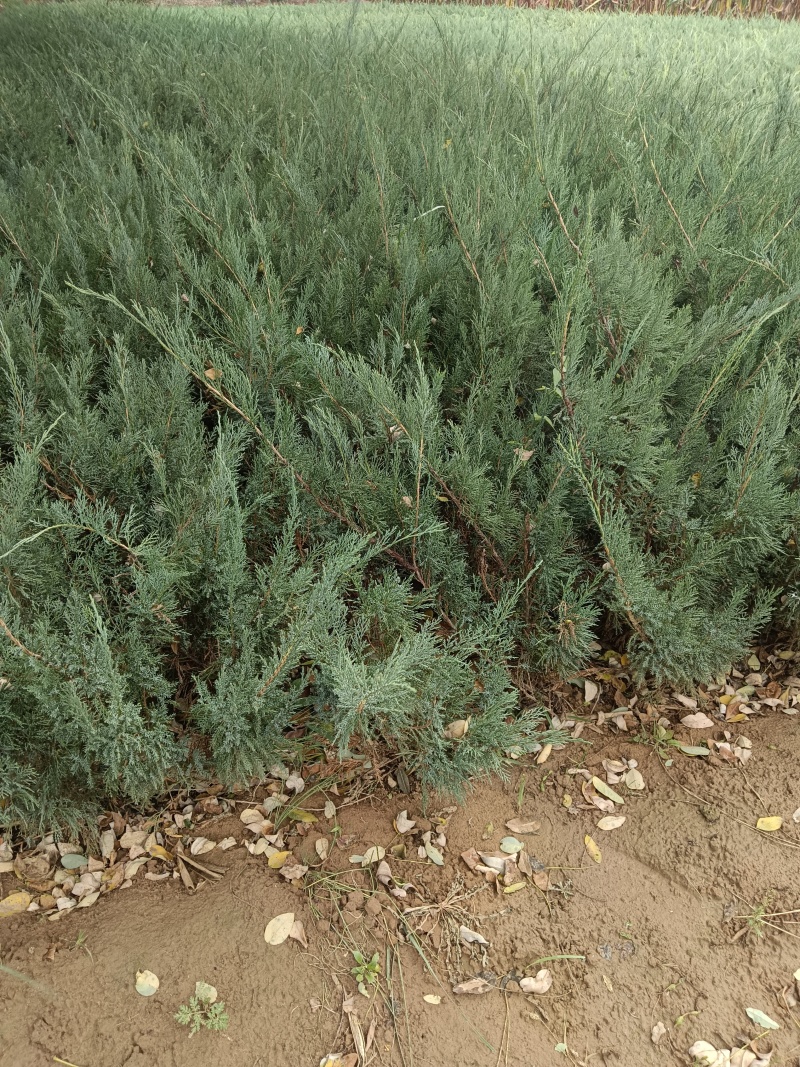 《陕西柏树苗》爬地柏苗/规格齐全品种多自家种植易成活