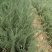 《陕西柏树苗》爬地柏苗/规格齐全品种多自家种植易成活
