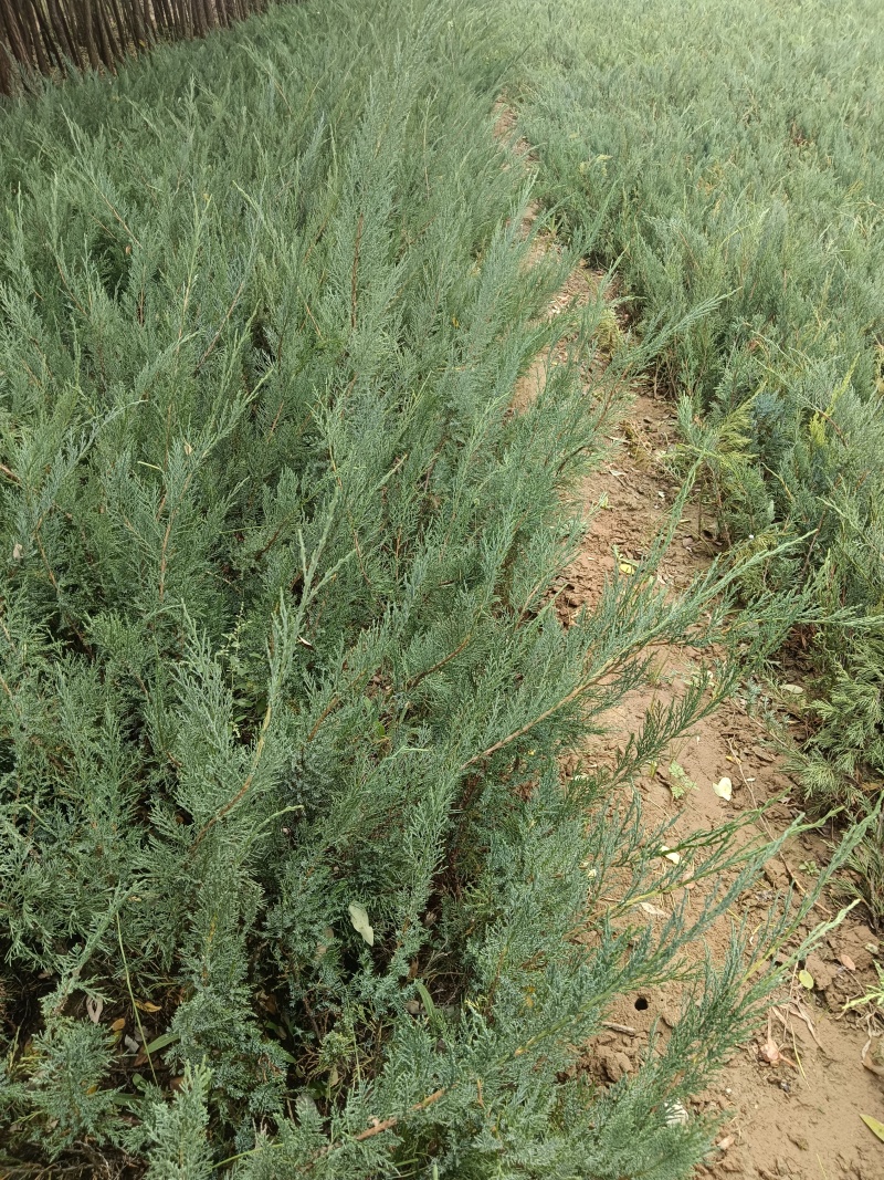 《陕西柏树苗》爬地柏苗/规格齐全品种多自家种植易成活