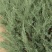 《陕西柏树苗》爬地柏苗/规格齐全品种多自家种植易成活