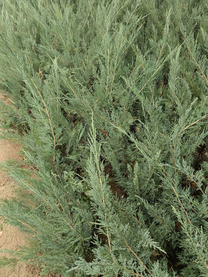 《陕西柏树苗》爬地柏苗/规格齐全品种多自家种植易成活