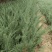 《陕西柏树苗》爬地柏苗/规格齐全品种多自家种植易成活
