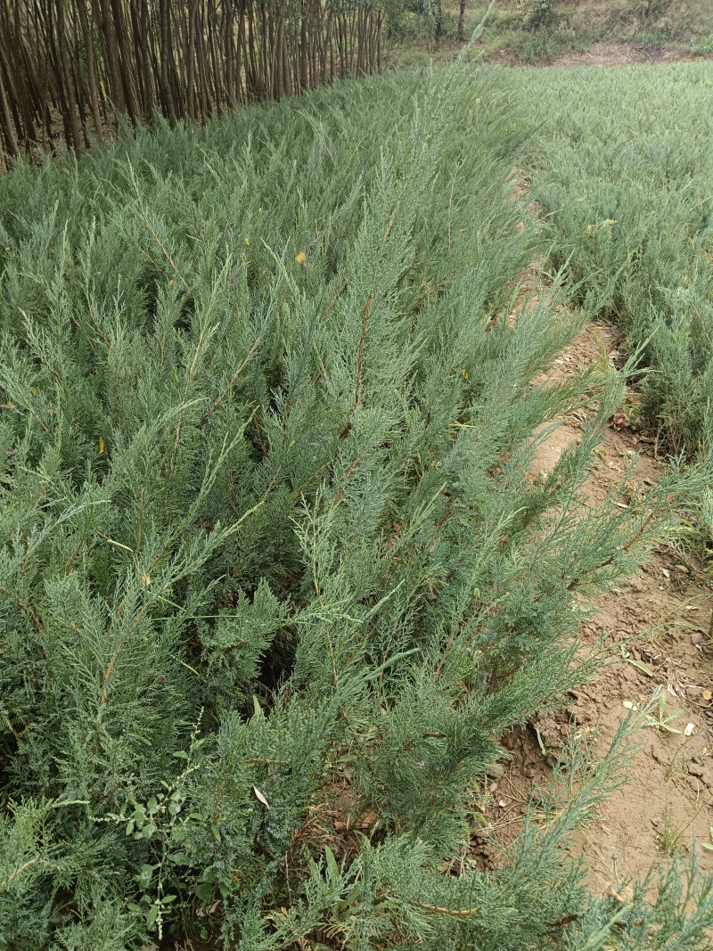 《陕西柏树苗》爬地柏苗/规格齐全品种多自家种植易成活