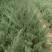 《陕西柏树苗》爬地柏苗/规格齐全品种多自家种植易成活