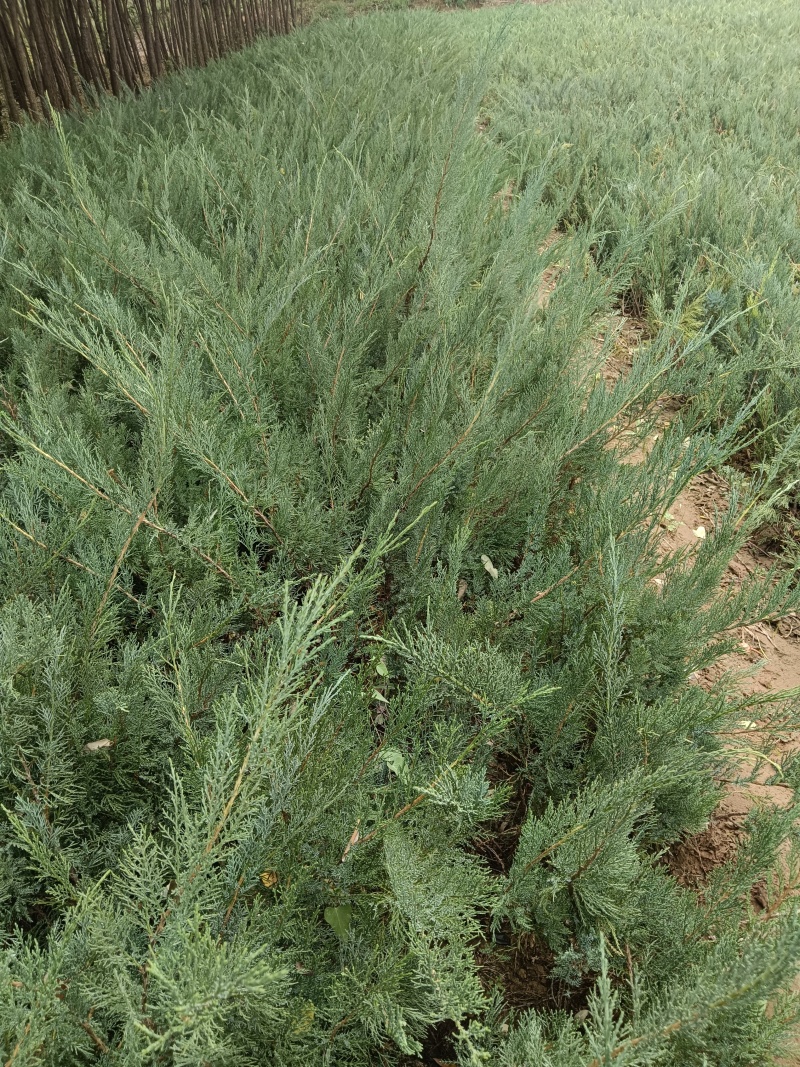 《陕西柏树苗》爬地柏苗/规格齐全品种多自家种植易成活