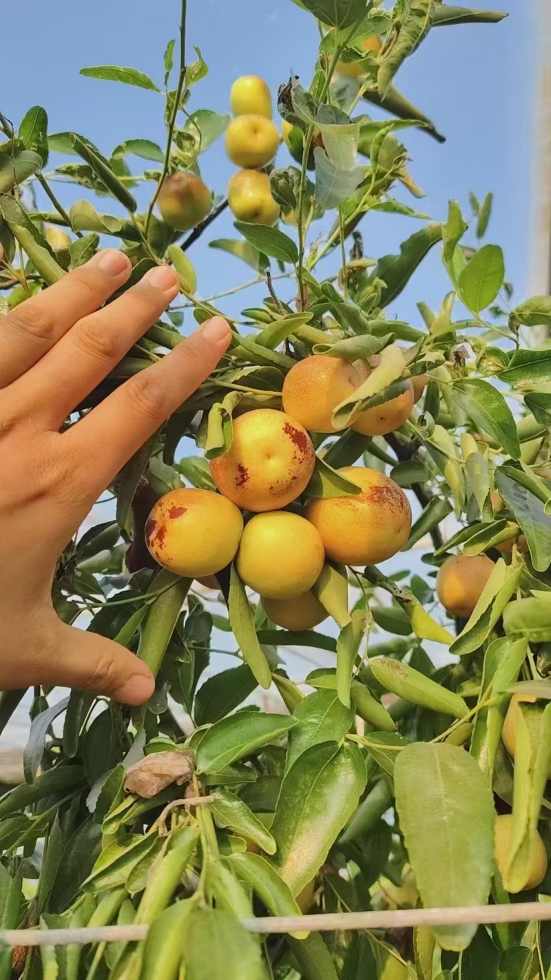 冬枣山东沾化冬枣，大量现货供应一手货源，美团优选电商团购