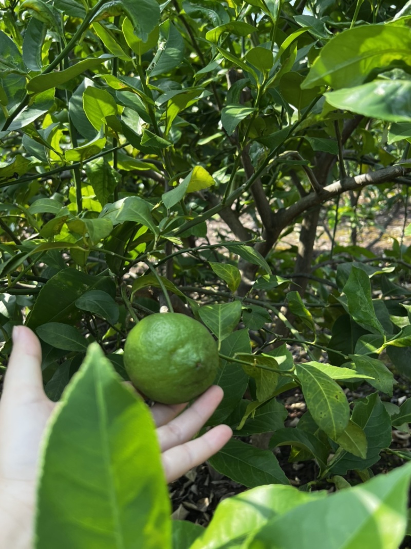 【推荐】柠檬苗柠檬树苗小苗大苗规格齐全现挖现发